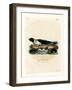 Harp Seal-null-Framed Giclee Print