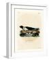 Harp Seal-null-Framed Giclee Print