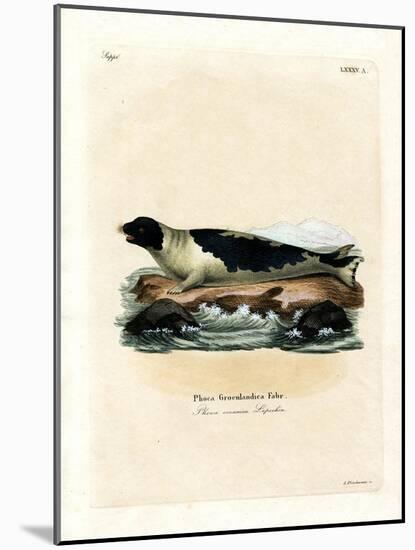 Harp Seal-null-Mounted Giclee Print