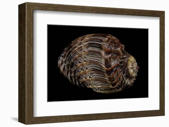 Harpa Cabriti-Paul Starosta-Framed Photographic Print