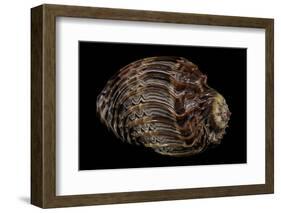 Harpa Cabriti-Paul Starosta-Framed Photographic Print