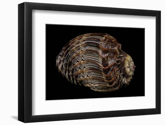 Harpa Cabriti-Paul Starosta-Framed Photographic Print