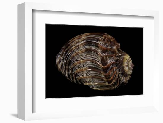 Harpa Cabriti-Paul Starosta-Framed Photographic Print