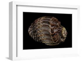 Harpa Cabriti-Paul Starosta-Framed Photographic Print