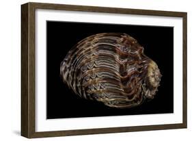 Harpa Cabriti-Paul Starosta-Framed Photographic Print