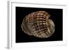 Harpa Costata-Paul Starosta-Framed Photographic Print