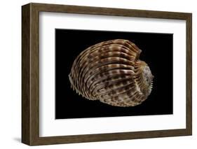 Harpa Costata-Paul Starosta-Framed Photographic Print