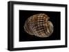 Harpa Costata-Paul Starosta-Framed Photographic Print