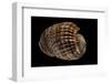 Harpa Costata-Paul Starosta-Framed Photographic Print