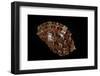 Harpa Harpa-Paul Starosta-Framed Photographic Print