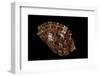 Harpa Harpa-Paul Starosta-Framed Photographic Print