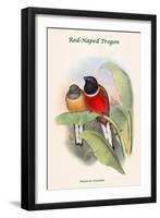 Harpactes Kasumba-John Gould-Framed Art Print