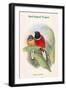 Harpactes Kasumba-John Gould-Framed Art Print