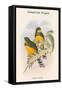 Harpactes Mackloti-John Gould-Framed Stretched Canvas