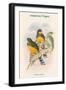 Harpactes Mackloti-John Gould-Framed Art Print