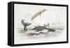 Harpooning a Greenland Whale Which Has Tossed One of the Attacking Boats, 1837-William Jardine-Framed Stretched Canvas