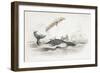 Harpooning a Greenland Whale Which Has Tossed One of the Attacking Boats, 1837-William Jardine-Framed Giclee Print