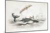 Harpooning a Greenland Whale Which Has Tossed One of the Attacking Boats, 1837-William Jardine-Mounted Giclee Print