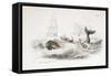 Harpooning a Sperm Whale, 1837-William Jardine-Framed Stretched Canvas