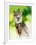 Harpy Eagle-Spencer Williams-Framed Giclee Print