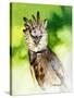 Harpy Eagle-Spencer Williams-Stretched Canvas