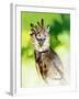 Harpy Eagle-Spencer Williams-Framed Giclee Print