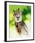 Harpy Eagle-Spencer Williams-Framed Giclee Print