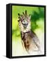 Harpy Eagle-Spencer Williams-Framed Stretched Canvas