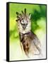 Harpy Eagle-Spencer Williams-Framed Stretched Canvas