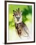 Harpy Eagle-Spencer Williams-Framed Giclee Print