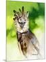 Harpy Eagle-Spencer Williams-Mounted Giclee Print