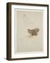 Harrier, C.1915 (W/C & Bodycolour over Pencil on Paper)-Archibald Thorburn-Framed Giclee Print