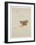 Harrier, C.1915 (W/C & Bodycolour over Pencil on Paper)-Archibald Thorburn-Framed Giclee Print