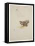 Harrier, C.1915 (W/C & Bodycolour over Pencil on Paper)-Archibald Thorburn-Framed Stretched Canvas