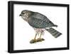 Harrier (Circus Cyaneus), Marsh Hawk, Birds-Encyclopaedia Britannica-Framed Poster