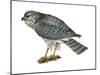 Harrier (Circus Cyaneus), Marsh Hawk, Birds-Encyclopaedia Britannica-Mounted Poster