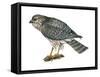 Harrier (Circus Cyaneus), Marsh Hawk, Birds-Encyclopaedia Britannica-Framed Stretched Canvas