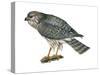 Harrier (Circus Cyaneus), Marsh Hawk, Birds-Encyclopaedia Britannica-Stretched Canvas