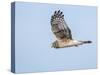 Harrier hawk looking for a meal.-Michael Scheufler-Stretched Canvas
