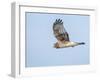 Harrier hawk looking for a meal.-Michael Scheufler-Framed Photographic Print