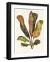 Harriets Elements 11-Wild Apple Portfolio-Framed Art Print