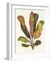 Harriets Elements 11-Wild Apple Portfolio-Framed Art Print