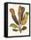 Harriets Elements 11-Wild Apple Portfolio-Framed Stretched Canvas