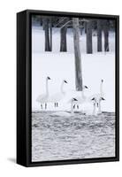 Harriman SP, Idaho. USA. Trumpeter swans and lodgepole pine trees.-Scott T. Smith-Framed Stretched Canvas