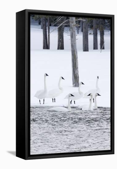 Harriman SP, Idaho. USA. Trumpeter swans and lodgepole pine trees.-Scott T. Smith-Framed Stretched Canvas