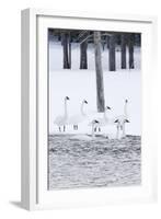 Harriman SP, Idaho. USA. Trumpeter swans and lodgepole pine trees.-Scott T. Smith-Framed Photographic Print