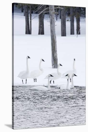 Harriman SP, Idaho. USA. Trumpeter swans and lodgepole pine trees.-Scott T. Smith-Stretched Canvas