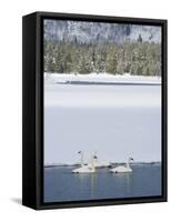 Harriman SP, Idaho. USA. Trumpeter swans at Golden Lake in winter.-Scott T. Smith-Framed Stretched Canvas