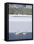 Harriman SP, Idaho. USA. Trumpeter swans at Golden Lake in winter.-Scott T. Smith-Framed Stretched Canvas