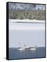 Harriman SP, Idaho. USA. Trumpeter swans at Golden Lake in winter.-Scott T. Smith-Framed Stretched Canvas